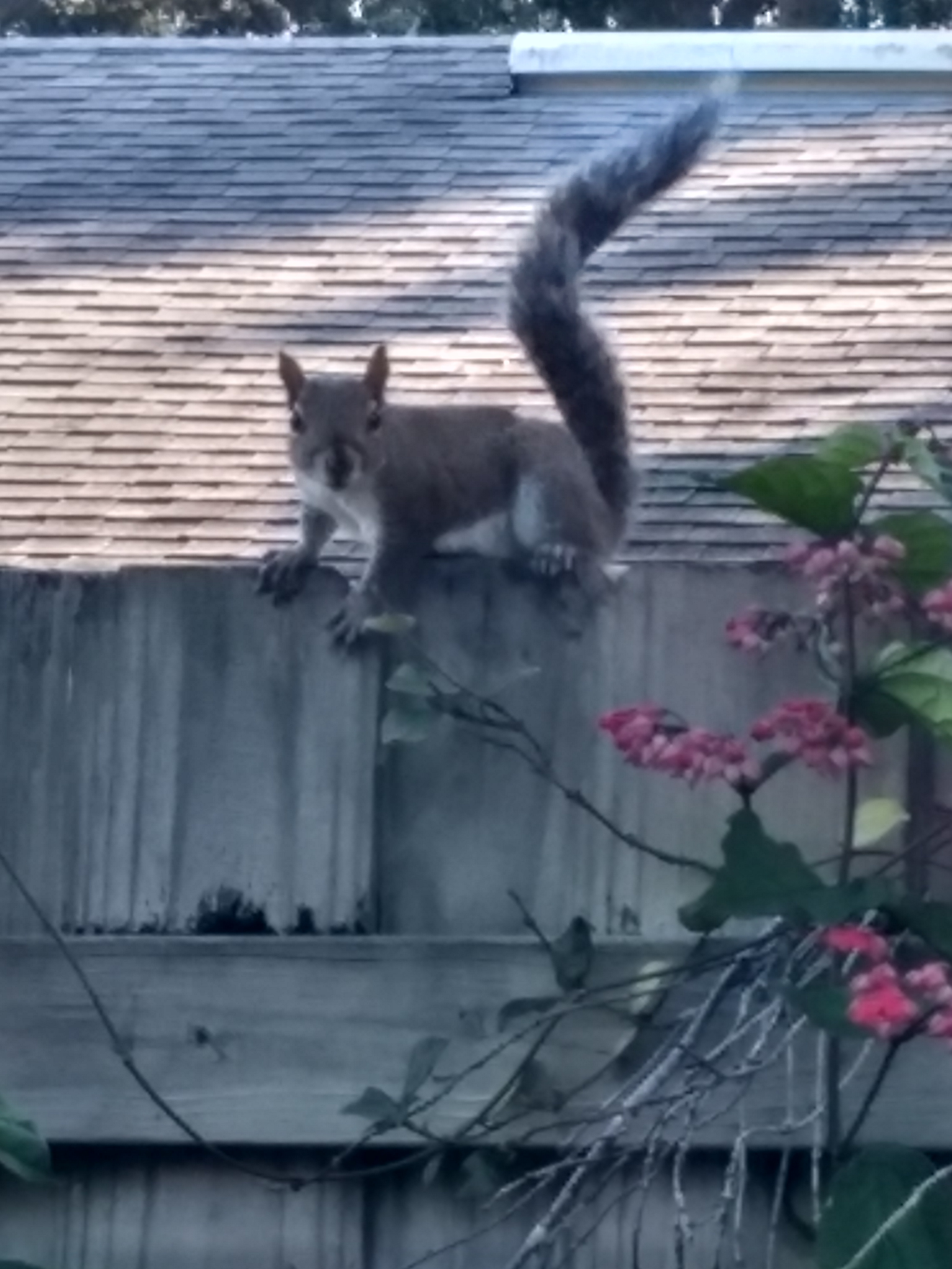 Squirrel
