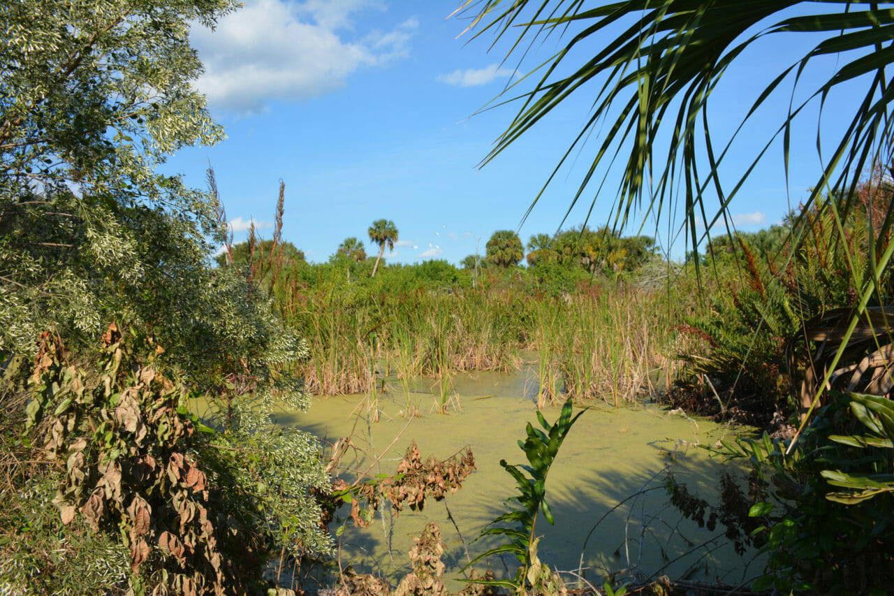 Marsh on the Garnet Trail
