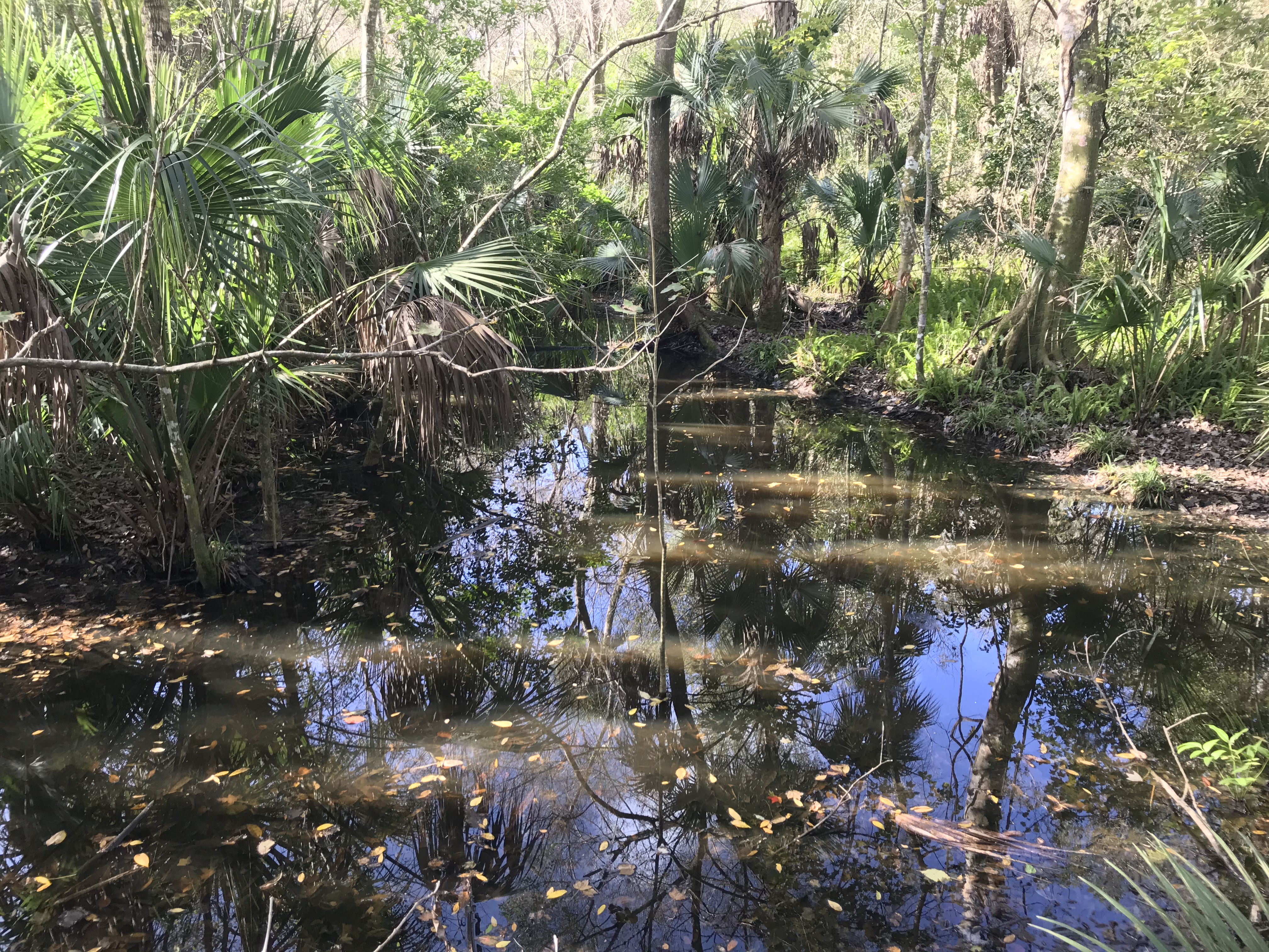 Enchanted Forest Stream
