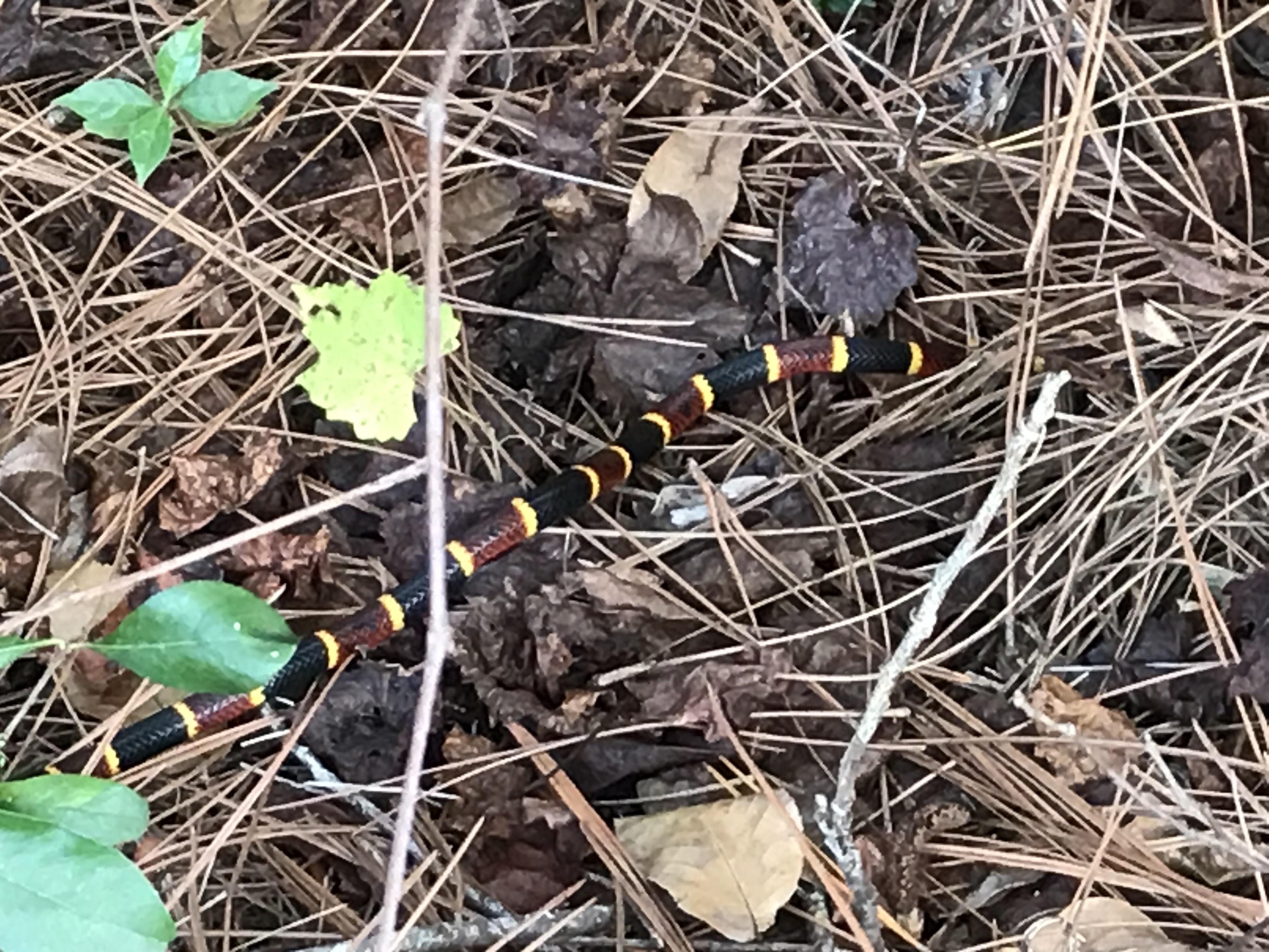 Coral Snake