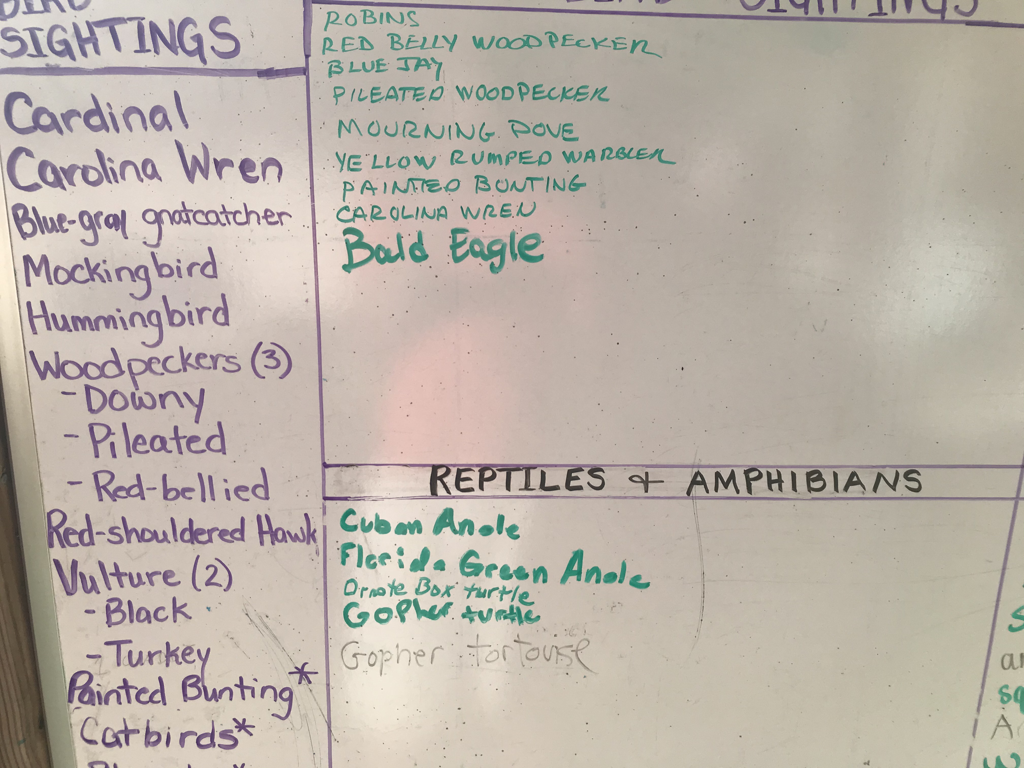 Enchanted Forest Wildlife