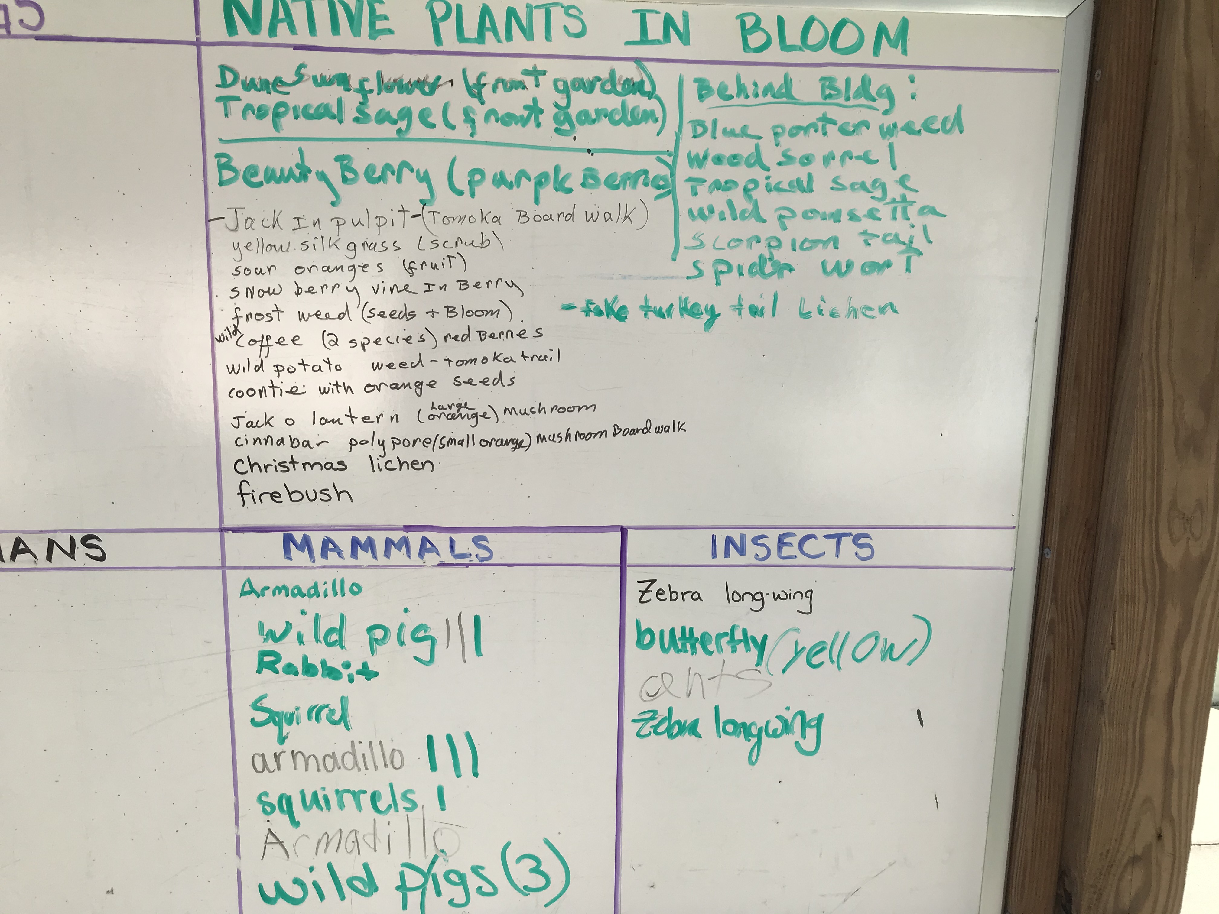 Enchanted Forest Wildlife