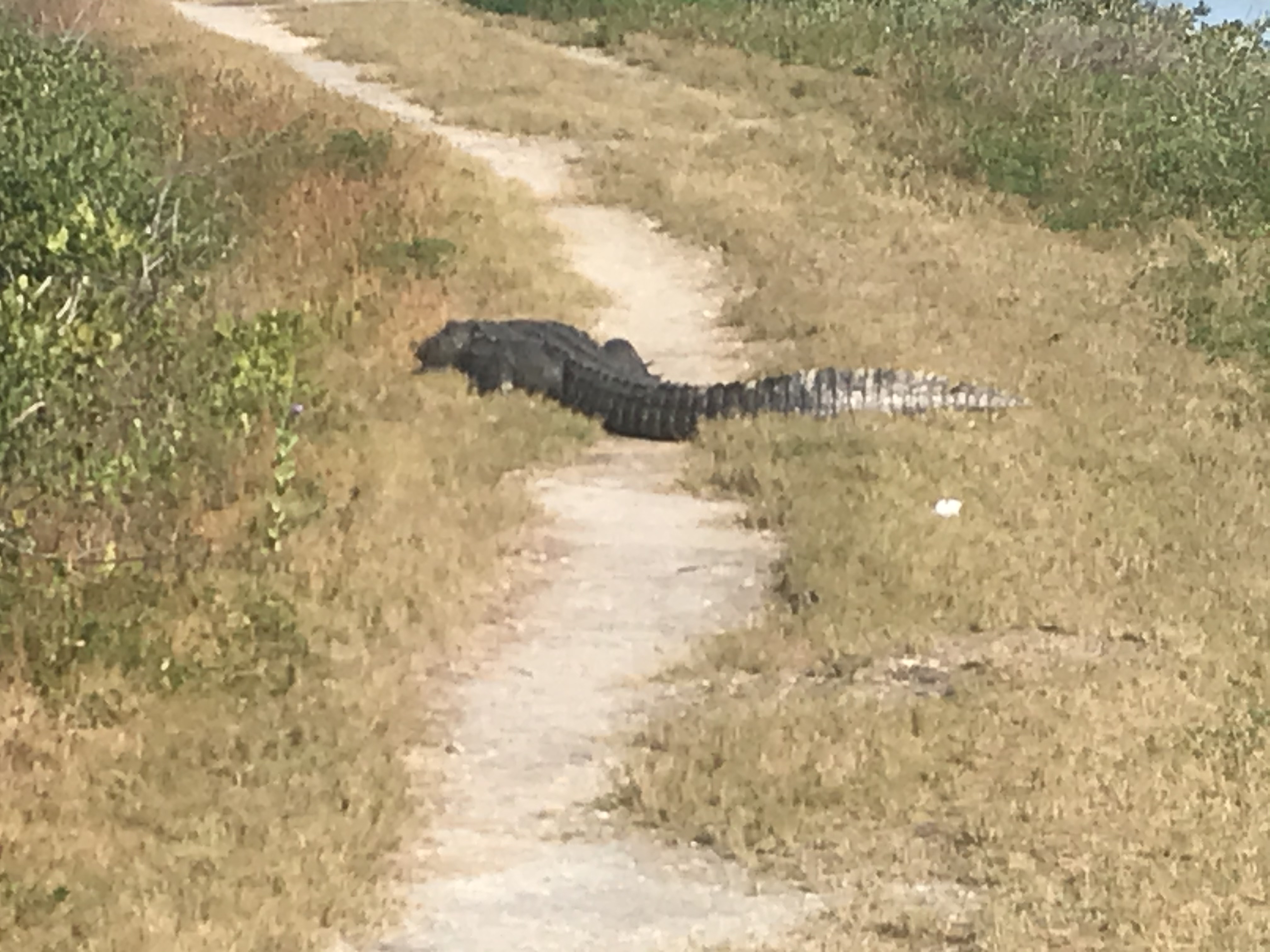Gator blocking our path