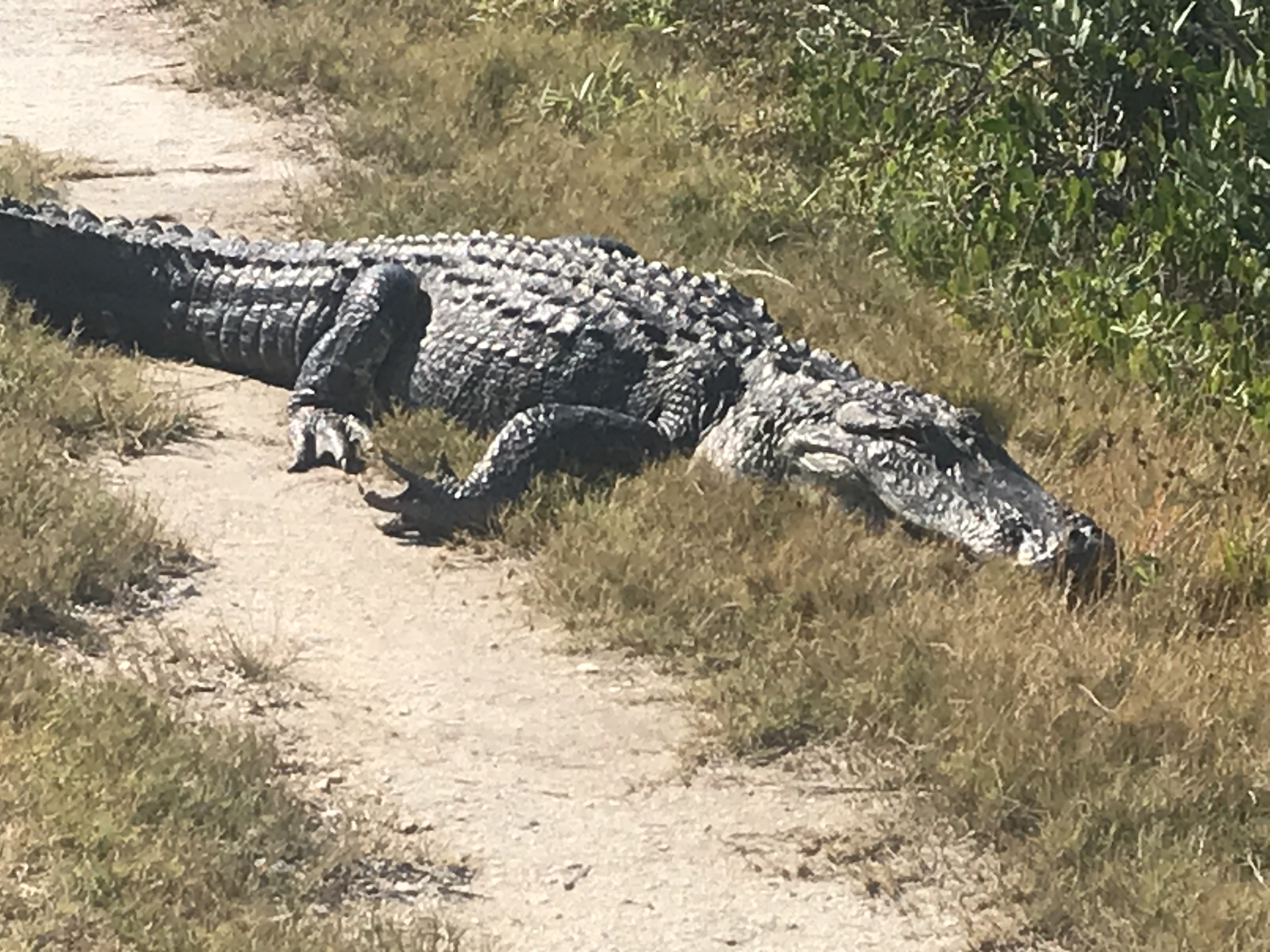 Gator looking back at us
