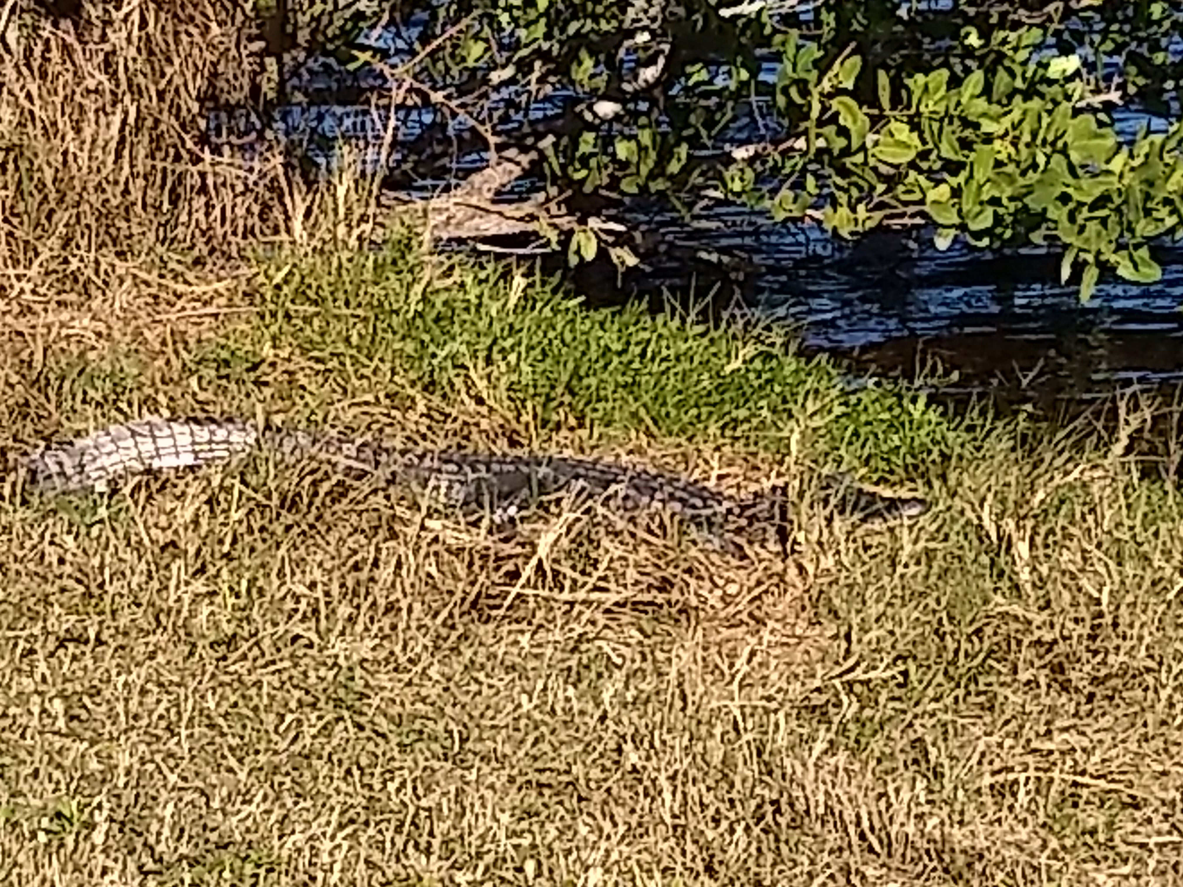 Gator next to the Garnet Trail