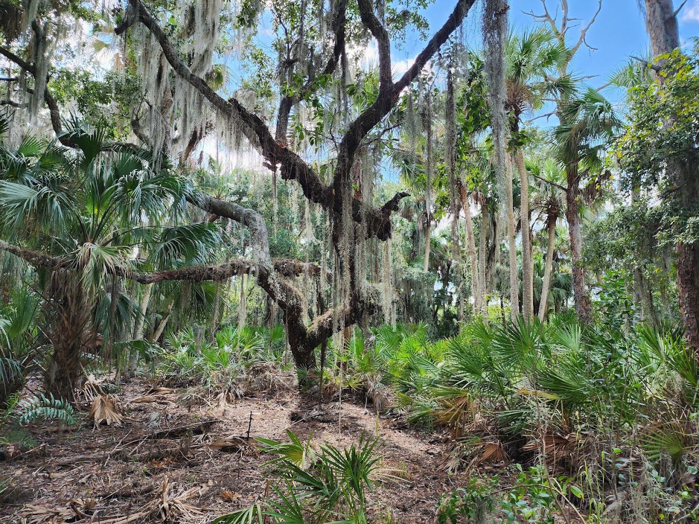 Sams House Hammock Trail
