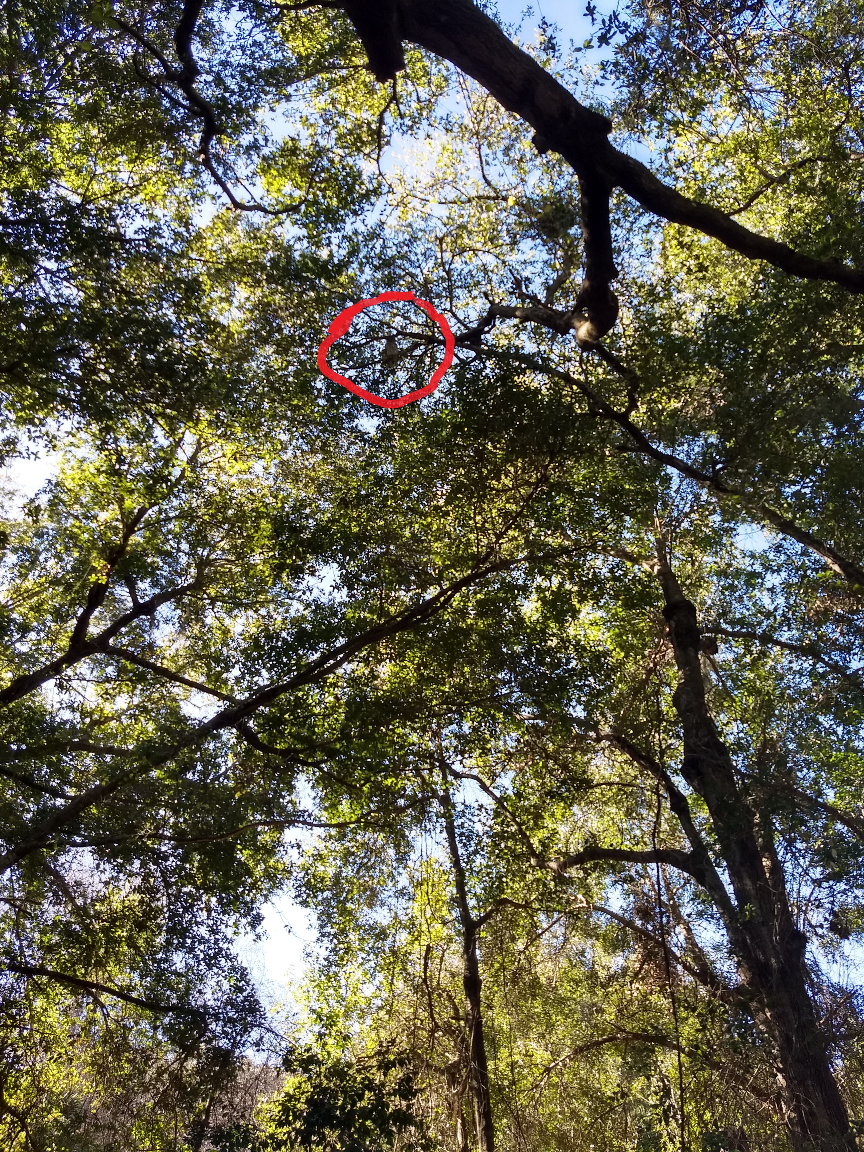 Bard Owl in a Tree Bard Owl in a Tree