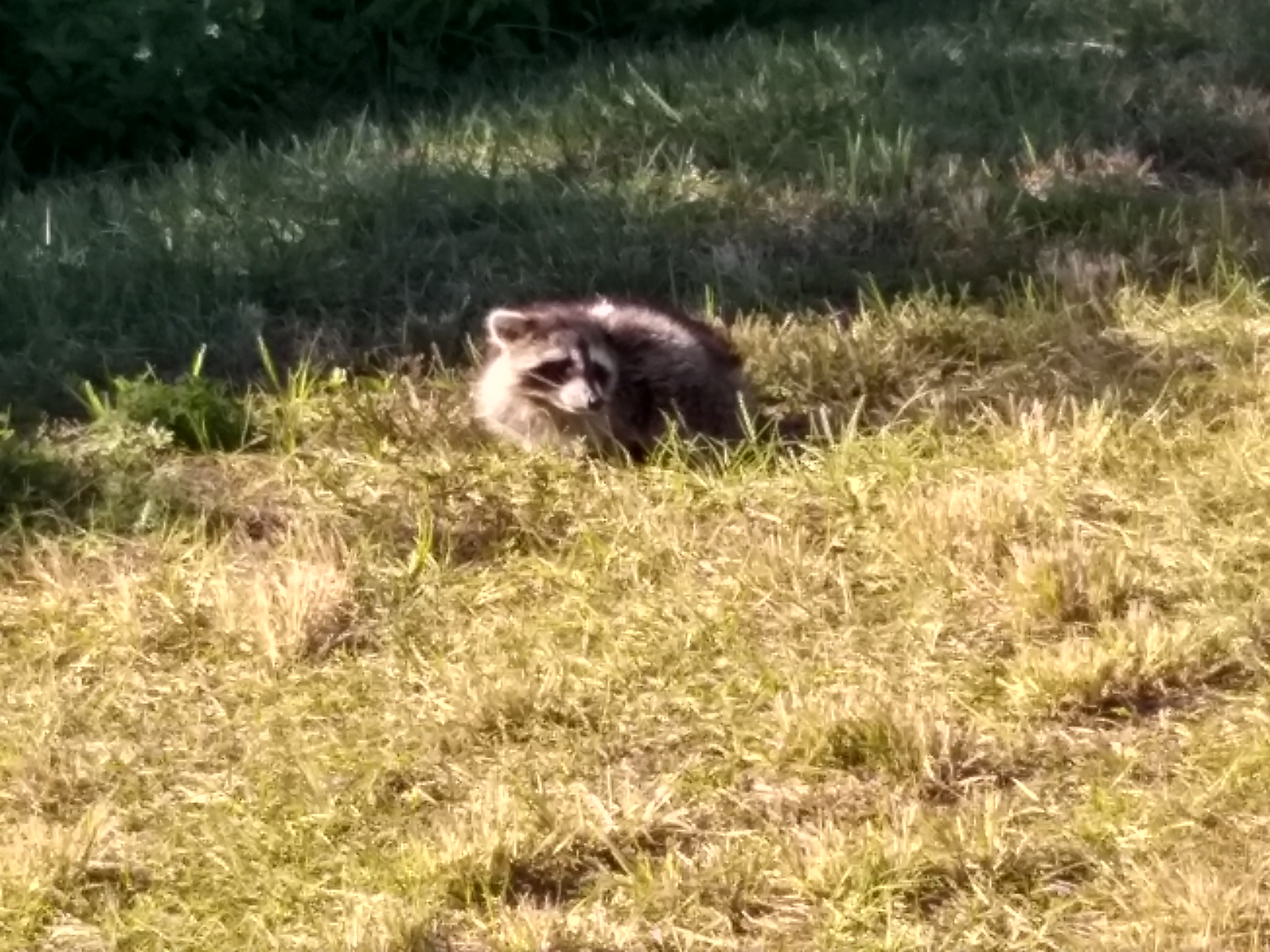 Racoon in Pine Island
