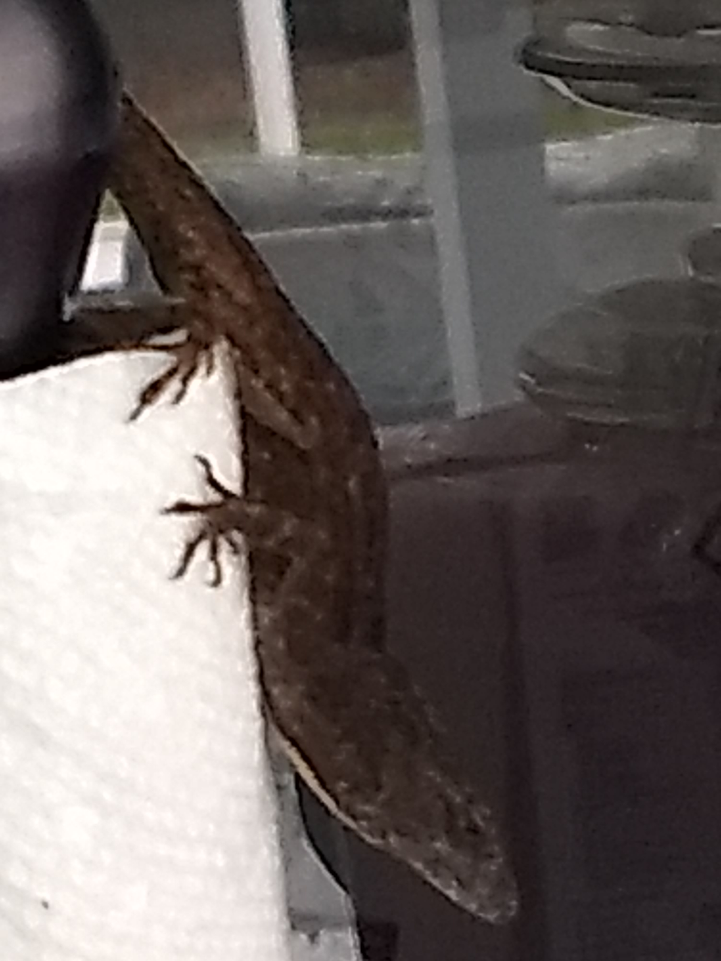 Porch Lizard