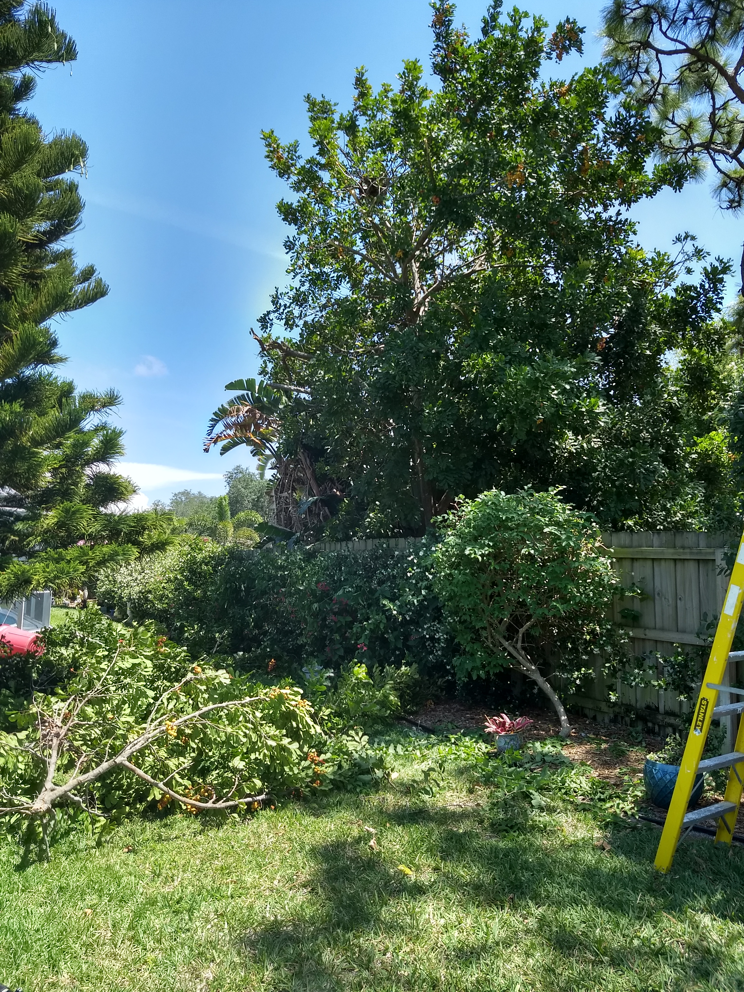 Trimming neighbor's tree