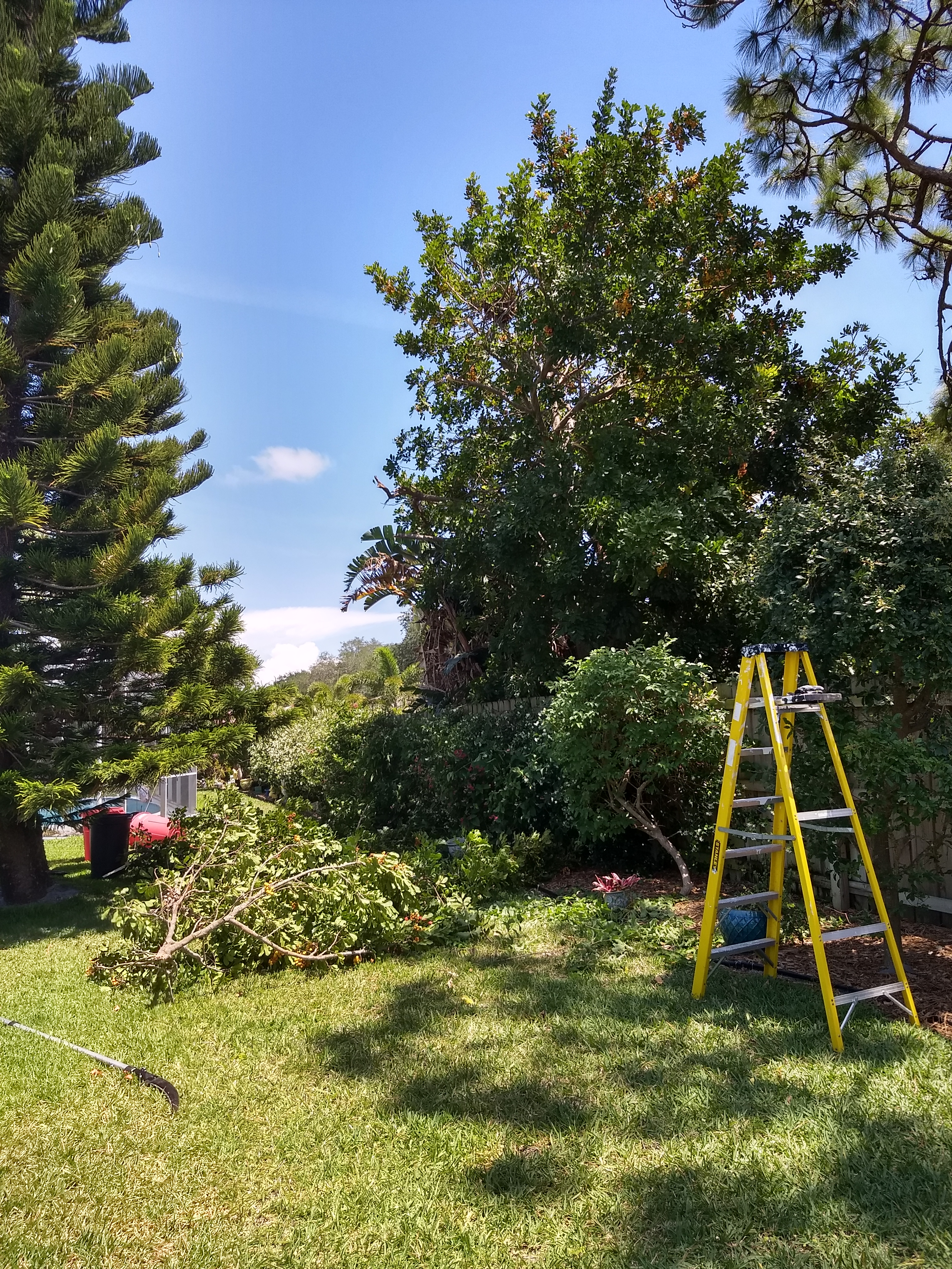 Trimming neighbor's tree